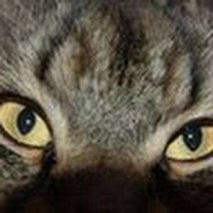 Meet your Posher, Aminah